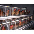 Layer Cages in Poultry House for Chicken with Low Price